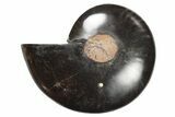 Cut & Polished Ammonite Fossil (Half) - Unusual Coloration #263647-1